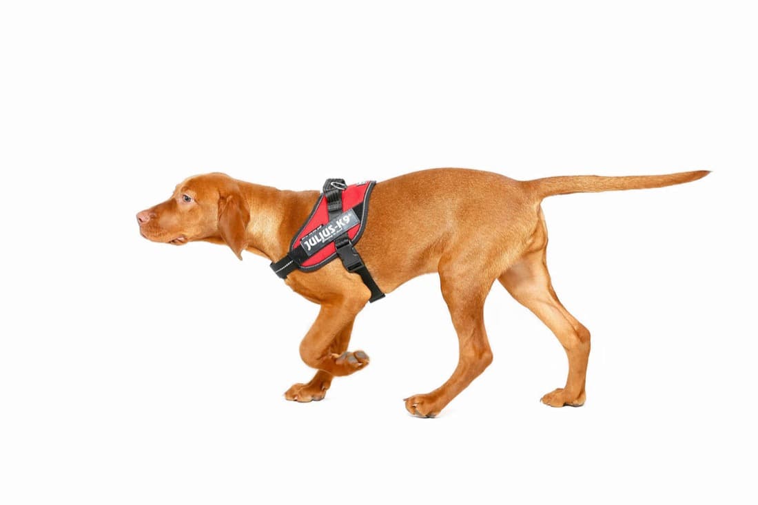Harnais Julius K-9 - Petit chien IDC®Power MINI  - harnais chiens 4-15 kg