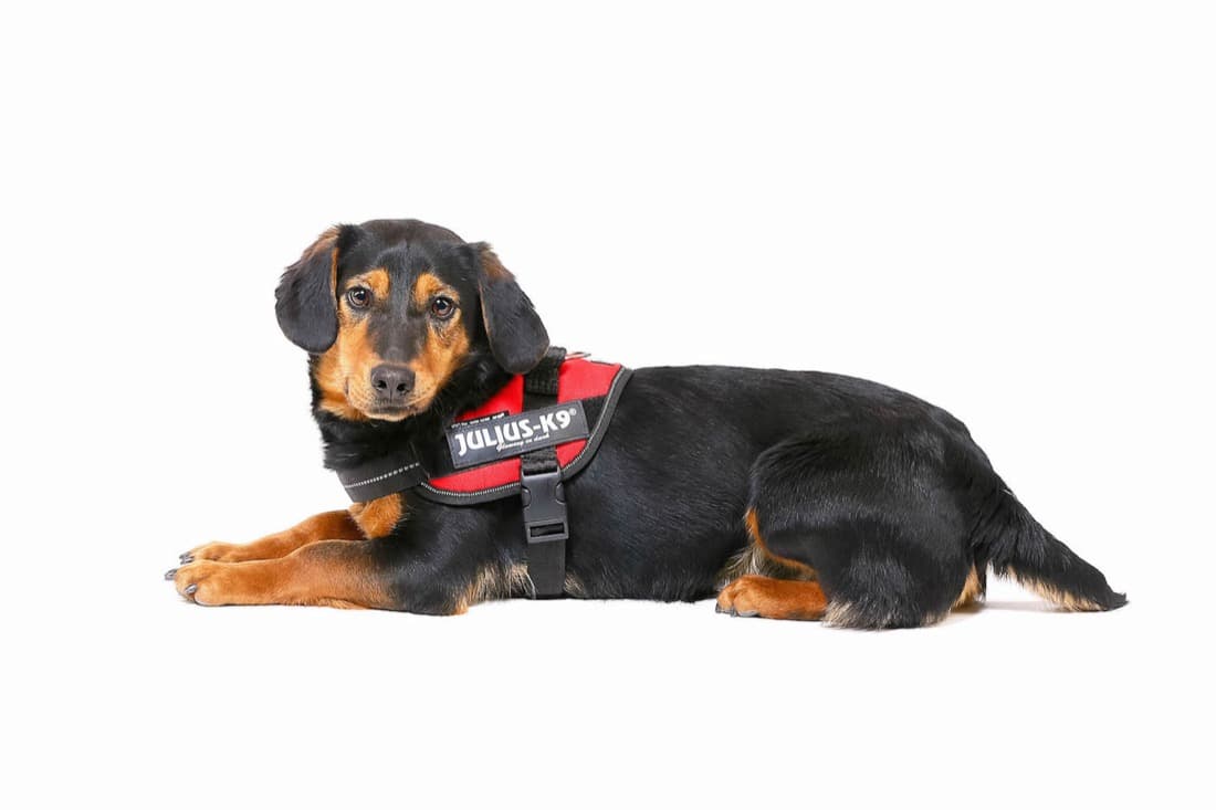 Harnais Julius K-9 - Petit chien IDC®Power MINI  - harnais chiens 4-15 kg