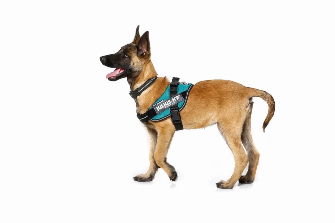 Harnais Julius K-9 - Petit chien IDC®Power MINI  - harnais chiens 4-15 kg