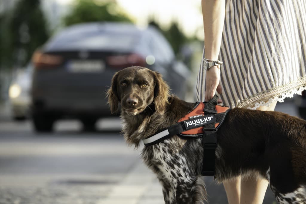 Harnais Julius K9 - IDC®Power - Harnais chiens de 14 kg et plus