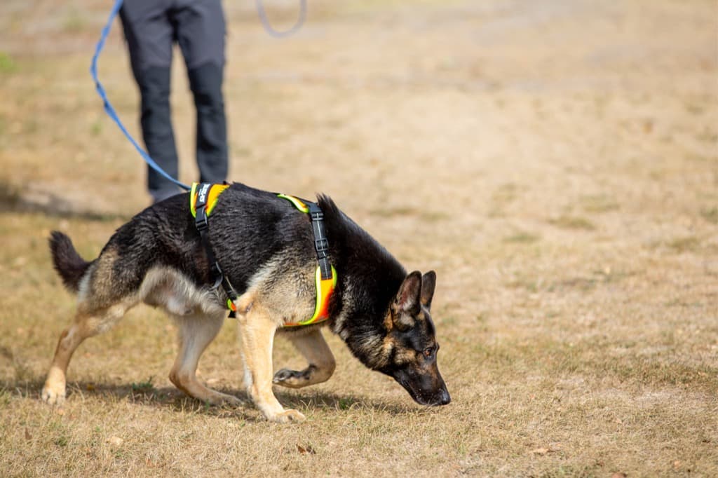 Harnais pour chien - Traction/Pistage - Julius-K9