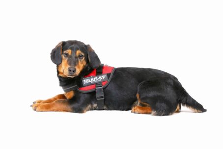 Harnais Julius K-9 - Petit chien IDC®Power MINI  - harnais chiens 4-15 kg – Image 8