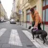 Harnais Julius K9 - IDC®Power - Harnais chiens de 14 kg et plus – Image 5