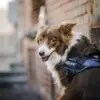 Harnais Julius K9 - IDC®Power - Harnais chiens de 14 kg et plus – Image 2